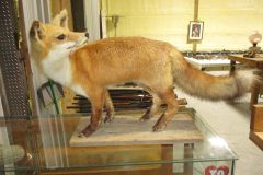 IMG_0381