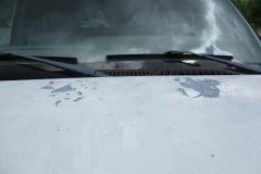 IMG_8982