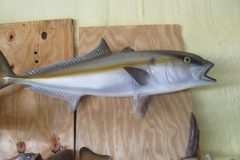 1_IMG_0873