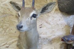 IMG_0740