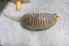 IMG_0767