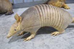 IMG_0768