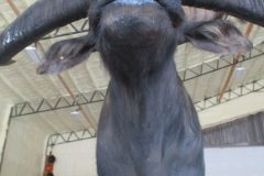 IMG_0939