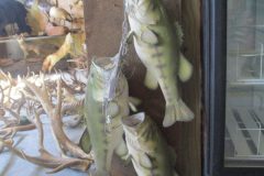 IMG_0962
