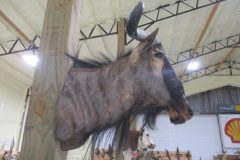 IMG_0991