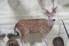 IMG_8445