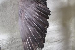 IMG_8450